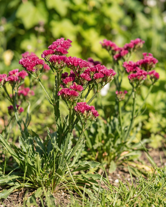 Sea Lavender Fortune Deep Rose (Limonium sinuatum) – annual seeds from SeedsChoice