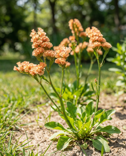 Sea Lavender Apricot Shades (Limonium sinuatum) – annual seeds from SeedsChoice