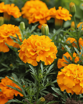 French Marigold Seeds Tagetes Patula Petite Orange Annual
