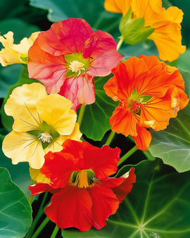Nasturtium Glorious Gleam Seeds Tropaeolum Majus Annual