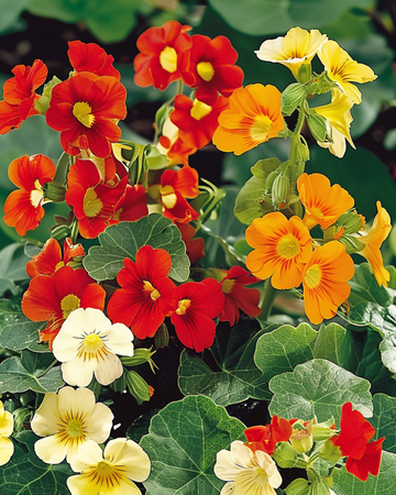 Nasturtium Jewel Of Africa seeds (Tropaeolum majus) – annual