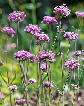 Purpletopp Vervain Seeds Verbena Bonariensis Annual Flower