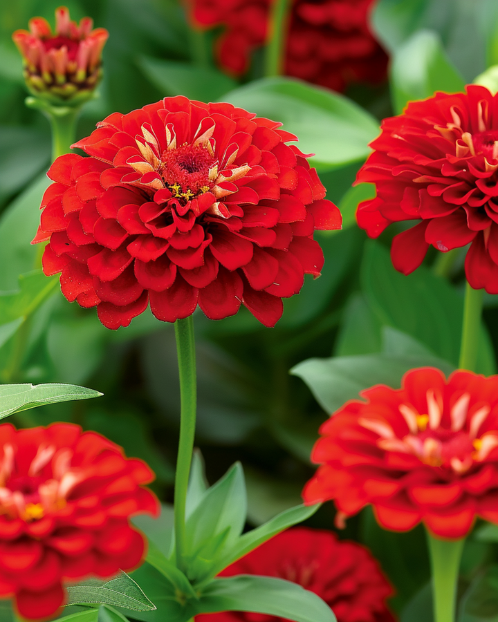 Scarlet Flame seeds (Zinnia elegans) – annual flower