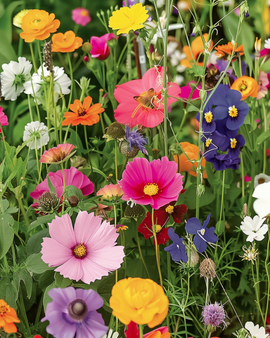 Flowers For Butterflies Seeds Annual Mix Full Sun 20 80 Cm