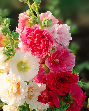 Hollyhock Chater Double Mixed seeds (Alcea rosea) – biennial mix