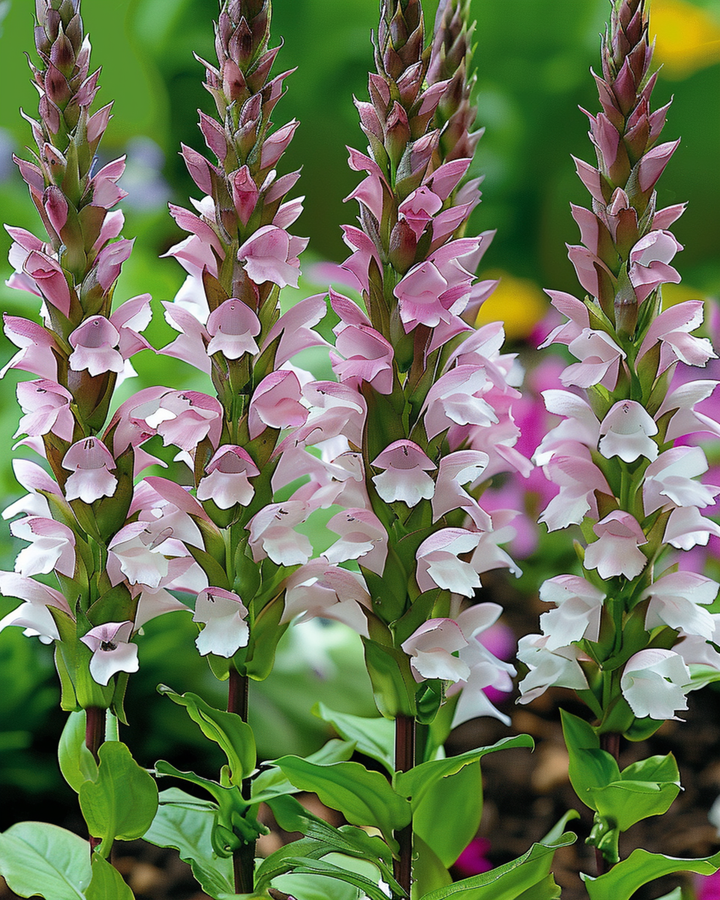 Bear's Breeches seeds (Acanthus mollis) – perennial flower