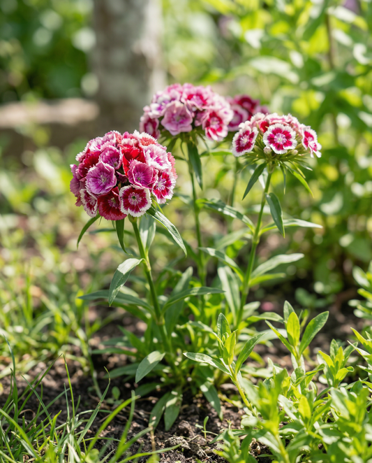 Sweet William Mixed Double Flowering (Dianthus barbatus) – biennial flower seeds from SeedsChoice