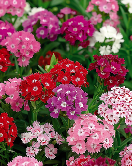 Sweet William Seeds Dianthus Barbatus Biennial Mixed Double Flowering