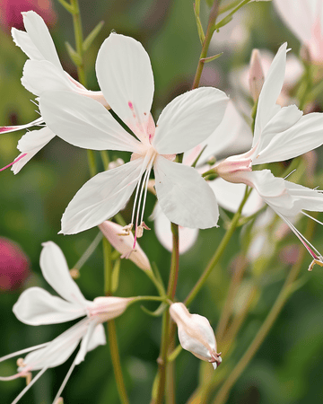 Sparkle White seeds (Gaura lindheimeri) – perennial flower