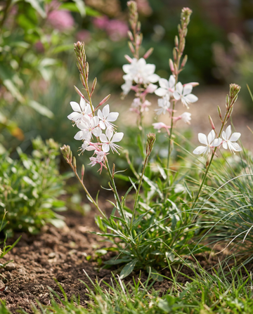 Sparkle White (Gaura lindheimeri) – perennial flower seeds from SeedsChoice