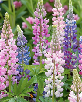 Lupin Russell's Hybrids Seeds Lupinus Polyphyllus Perennial Mix