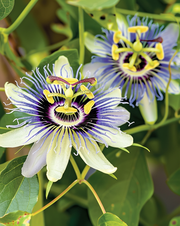 Passion Climber seeds (Passiflora caerulea) – perennial climber