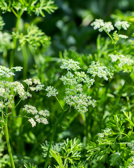 Anise Seeds Pimpinella Anisum Annual Herb