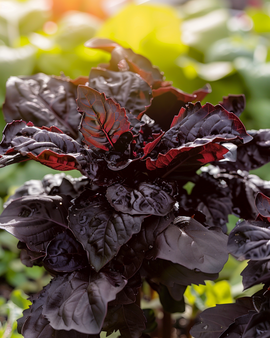Sweet Basil Seeds Red Lizzy Ocimum Basilicum Annual
