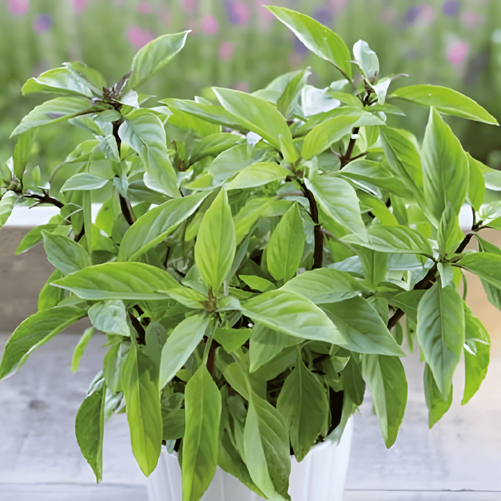 Basil Siam Queen seeds (Ocimum basilicum) – annual herb
