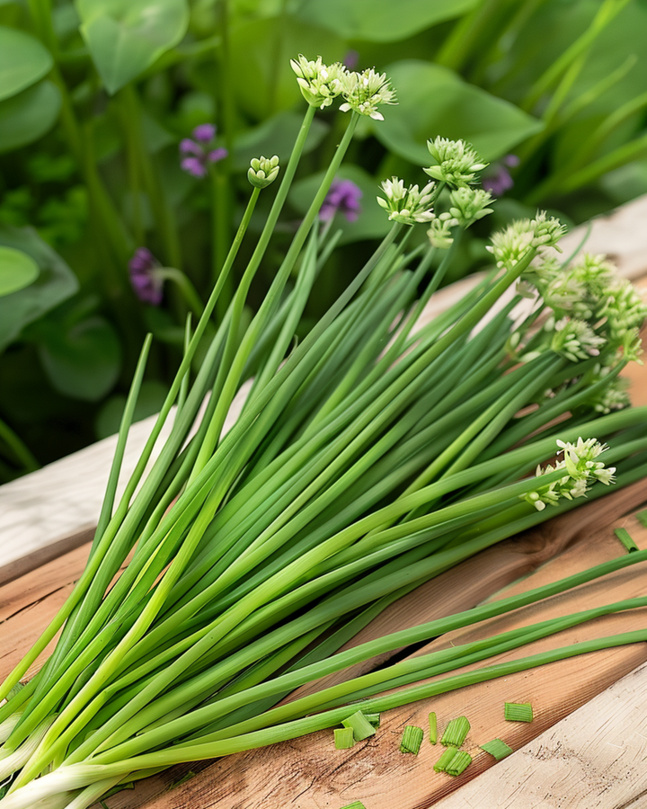 Garlic Chives seeds (Allium tuberosum) – perennial herb