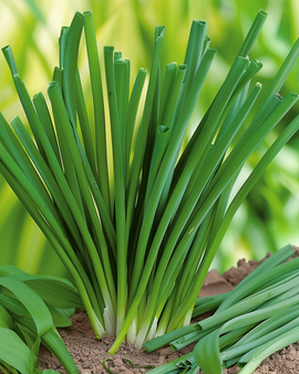 Welsh Onion Seeds Allium Fistulosum Perennial Herb