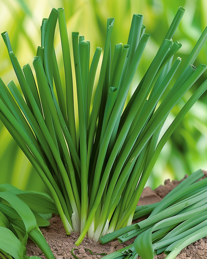 Welsh Onion seeds (Allium fistulosum) – perennial herb