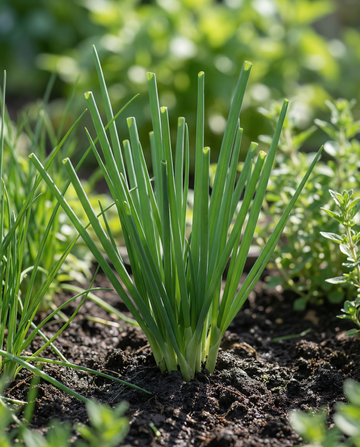 Welsh Onion (Allium fistulosum) – perennial herb seeds from SeedsChoice