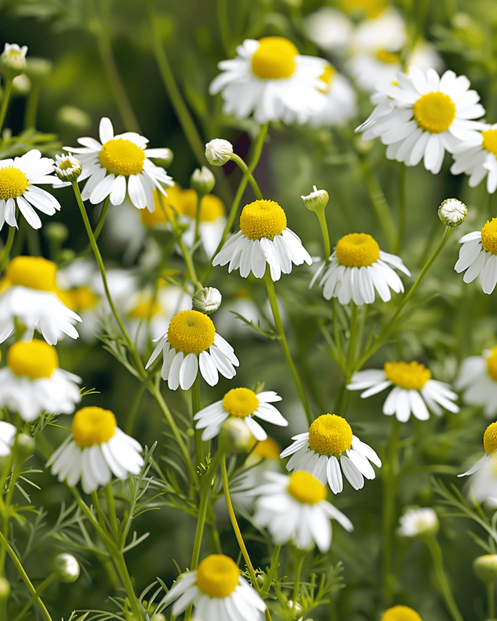 Chamomile seeds (Matricaria chamomilla) – annual herb