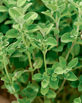 Marjoram Seeds Origanum Majorana Annual Herb Marjolein