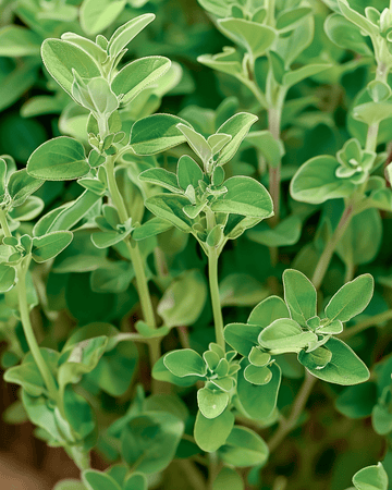 Marjoram Marjolein seeds (Origanum majorana) – annual herb