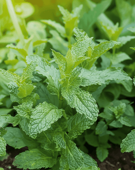 Peppermint Seeds Mentha Piperita Perennial Herb
