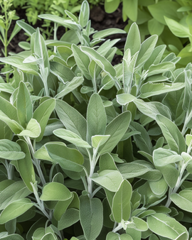 Sage Seeds Salvia Officinalis Perennial Herb