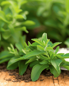 Stevia Seeds Stevia Rebaudiana Sugarleaf Perennial Herb