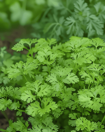 Chervil Fine Curled seeds (Anthriscus cerefolium) – annual herb