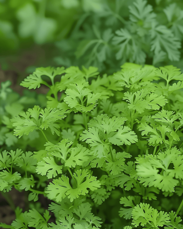 Chervil Fine Curled seeds (Anthriscus cerefolium) – annual herb