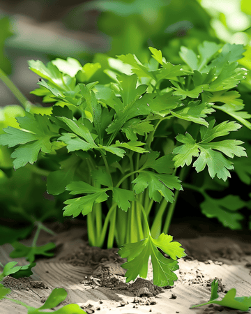 Parsley Amsterdamse Snij seeds (Petroselinum crispum) – biennial herb