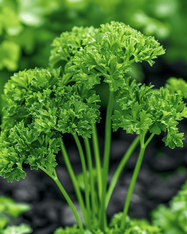 Parsley Thujade Seeds Petroselinum Crispum Biennial Herb