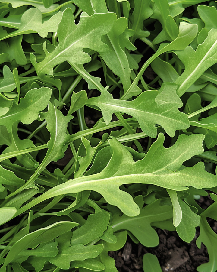 Wild Rocket seeds (Diplotaxis tenuifolia) – annual vegetable