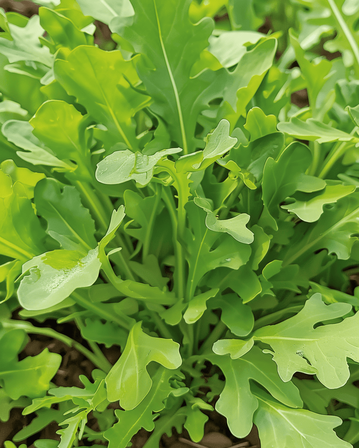 Rocket Salad Wildfire seeds (Diplotaxis tenuifolia) – annual vegetable