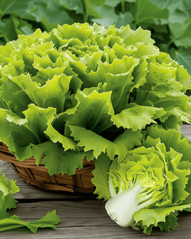 Endive Seeds Nuance Cichorium Endivia Annual Variety