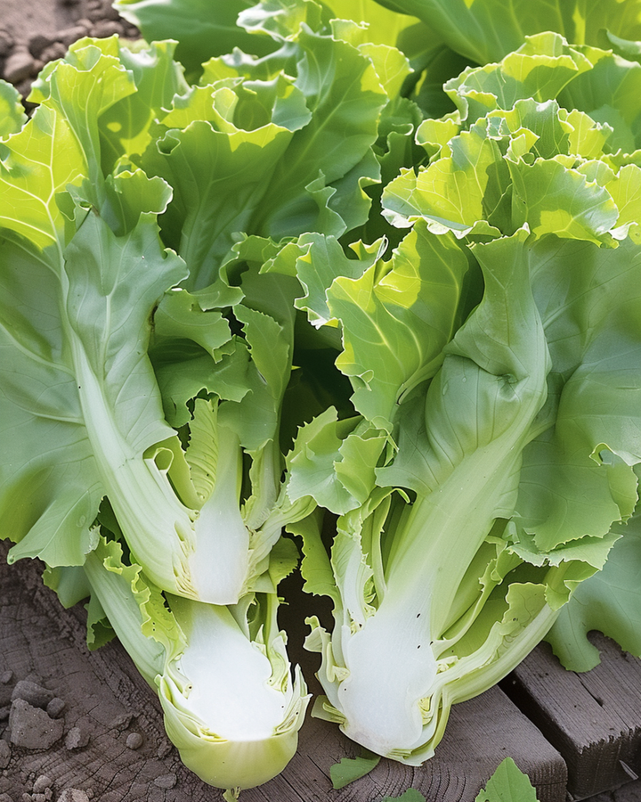 Endive Broadleaved Winter seeds (Cichorium endivia) – annual vegetable