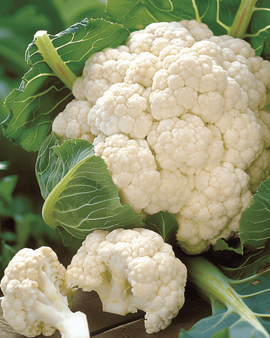 Cauliflower Seeds Walcheren Winter 5 Brassica Oleracea Biennial