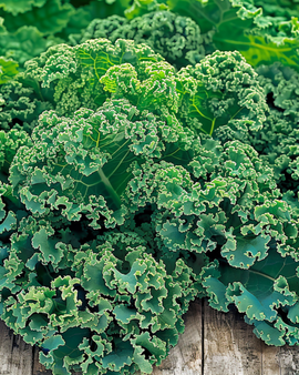Kale Seeds Winterbor F1 Brassica Oleracea Annual Variety