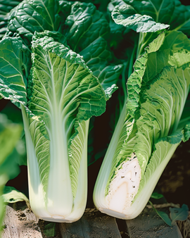Chinese Cabbage Seeds Brassica Pekinensis Annual Granaat Michihli