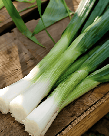 Leek Herfstreuzen 3 Elephant seeds (Allium porrum) – annual vegetable
