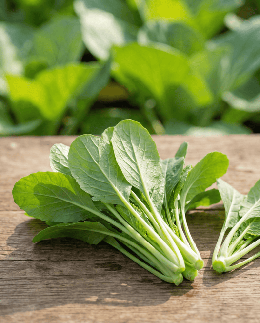 Greens Namenia Leaf (Brassica rapa) – annual vegetable seeds from SeedsChoice
