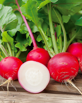Radish Gaudry 3 Seeds Raphanus Sativus Annual Variety