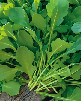 Rocket Salad Seeds Eruca Sativa Annual
