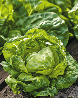 Lettuce Seeds Zwart Duits Lactuca Sativa Annual