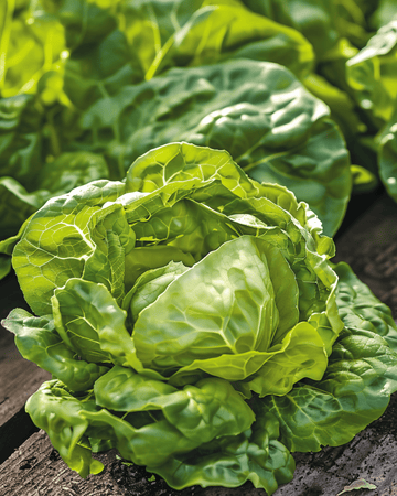 Lettuce Zwart Duits seeds (Lactuca sativa) – annual vegetable