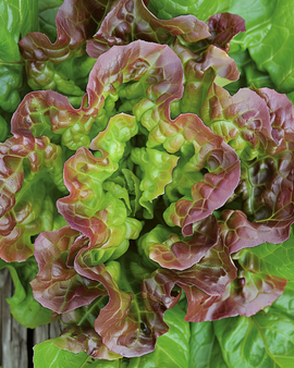 Lettuce Merveille Des Quatre Saisons Seeds Lactuca Sativa Annual