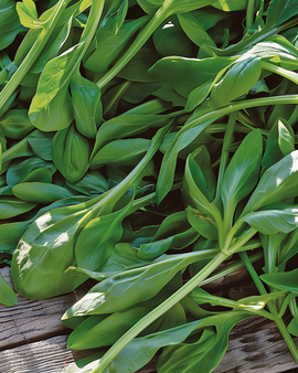 Corn Salad Seeds Grote Noordhollandse Valerianella Locusta Annual