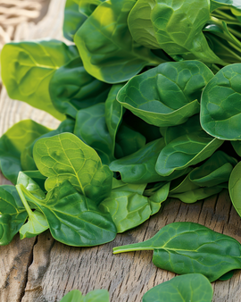 New Zealand Spinach Seeds Tetragonia Tetragonoides Annual