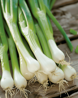 Bunching Onion Seeds White Lisbon Allium Cepa Annual